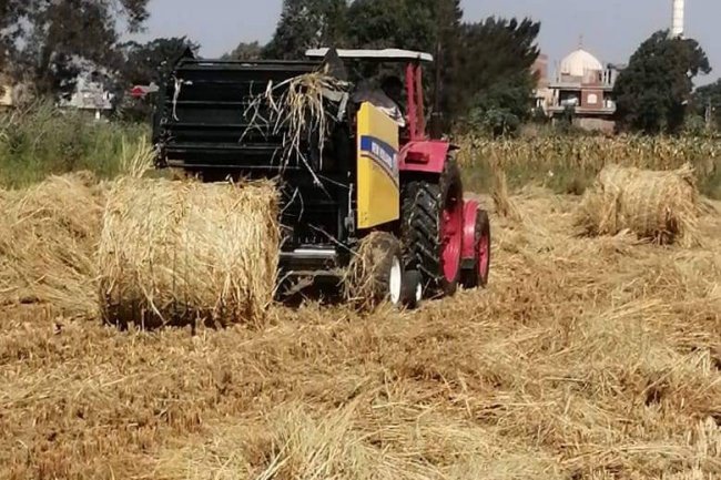 الزراعة: جمع وتدوير أكثر من 575 ألف طن قش الأرز