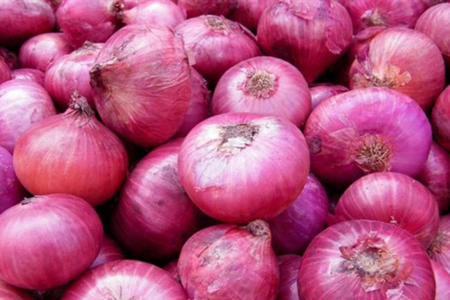  توقعات بإرتفاع المساحة المنزرعة بـ " البصل " ..وتفاؤل بتطور الصادرات