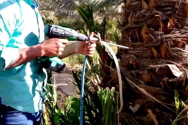 مكافحة الآفات وتوعية المزارعين بوابة النهوض بجودة التمور المصرية