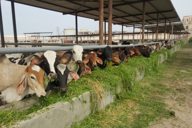 الزراعة: 7 نصائح لمنتجي ومربي الثروة الحيوانية والداجنة لمجابهة الظروف الجوية الطارئة