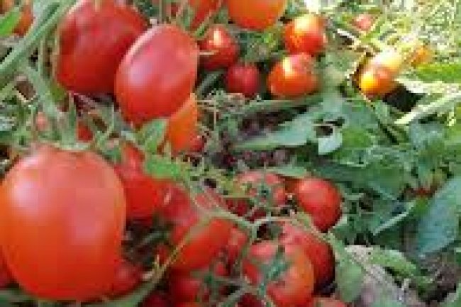 جنون "الطماطم" يصيب أسواق الجملة والتجزئة 