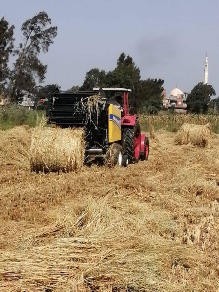 الزراعة: جمع وتدوير أكثر من 238 ألف طن قش الأرز