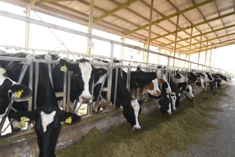 "الزراعة الأمريكية" : 10 ملايين رأس ماشية حجم المعروض المتوقع خلال 2021