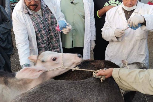  "الزراعة" تتابع اسواق المواشي للتأكد من تطبيق قرارات مجلس الوزراء والحفاظ على صحة وسلامة الحيوانات 