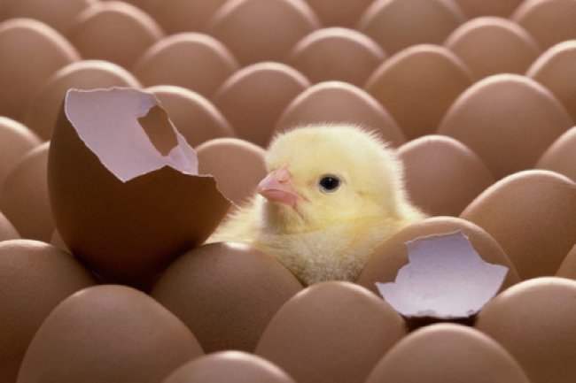 "الامارات"  توافق رسيماً علي إستيراد الكتاكيت وبيض التفريخ وبيض المائدة من مصر