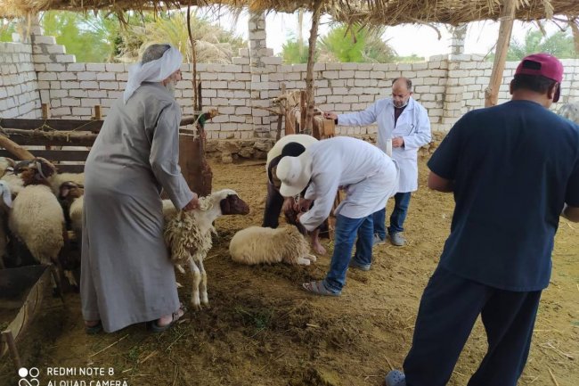 "الزراعة " تنفيذ قوافل بيطرية مجانية لفحص المواشي بواحة سيوة 