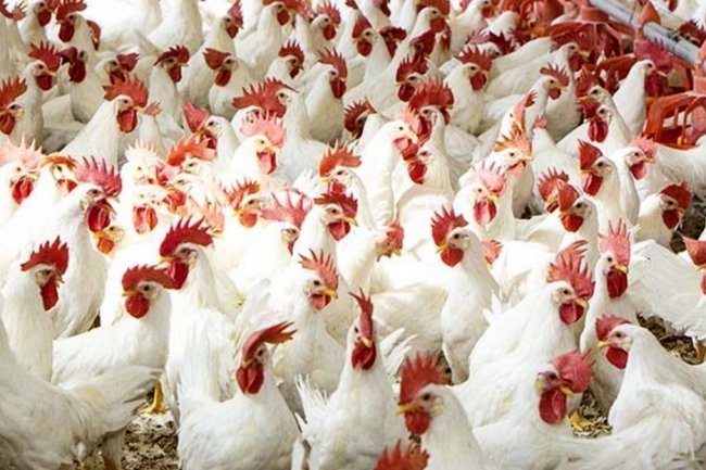 عودة تصدير الدواجن طوق نجاة للعاملين بالقطاع