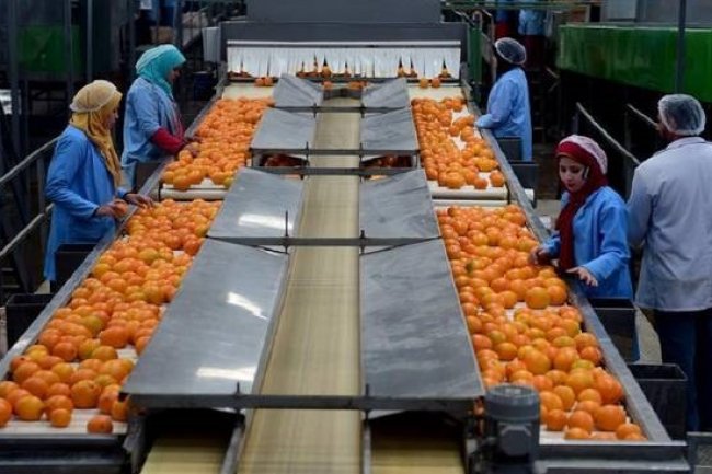 مصر علي عرش مصدري الموالح عالمياً