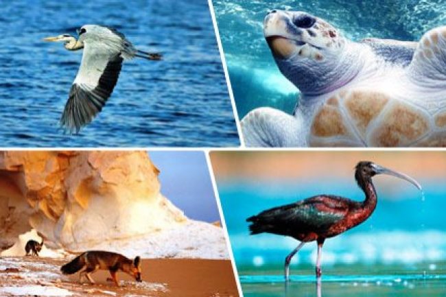 وفدا من المسئولين الصرب والدبلوماسيين يزور محميات البحر الاحمر للتعرف على مبادرات السياحة البيئية