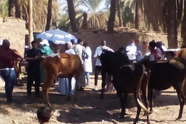 قوافل بيطرية لفحص وعلاج مواشي صغار المزارعين مجانا في محافظتي قنا وأسوان