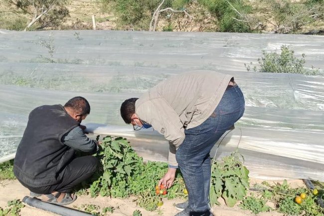  الزراعة : مركز بحوث الصحراء يزرع 10 ألاف شتلة لوز ومورنجا لتوزيعها مجانا على مزارعي شمال سيناء