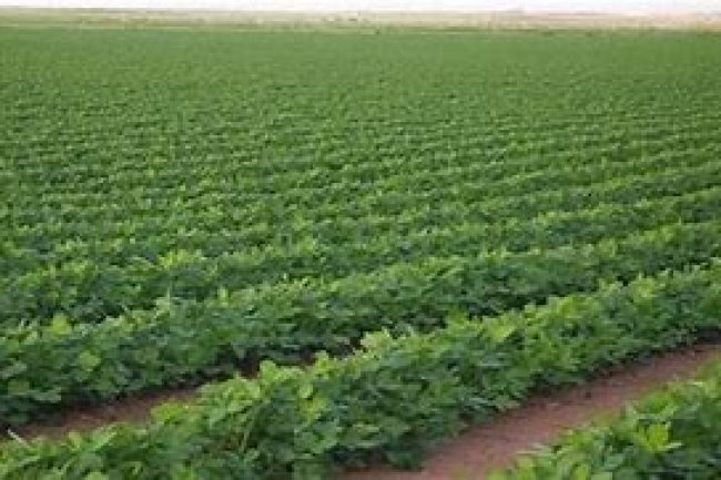 تدشن الحملة القومية للنهوض بالزراعات الصحراوية فى منطقة  المغرة