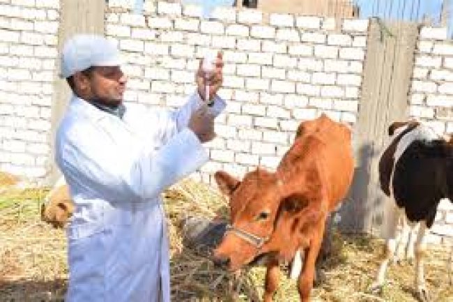 "الزراعة" : تحصين 5.5 مليون رأس ماشية ضد الحمى القلاعية والوادي المتصدع و 24 مليون طائر ضد انفلونزا الطيور 