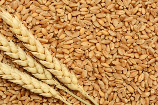 ملف : روسيا تشعل أسواق القمح العالمية