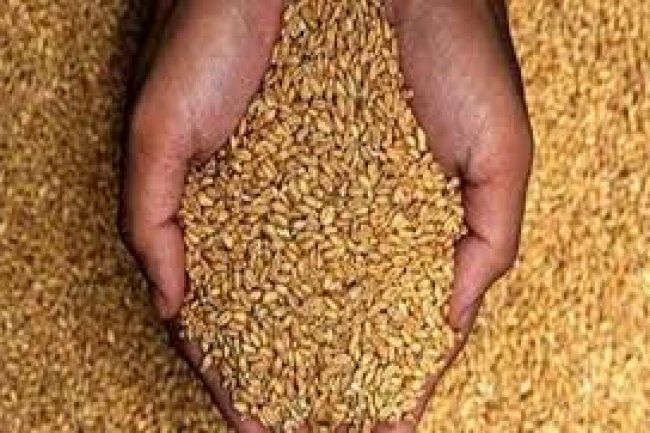 ملف : المغرب لاعباً جديداً في تجارة القمح العالمية