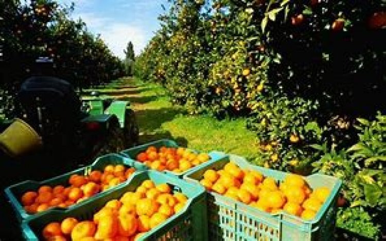 في تدخل سريع التمثيل التجاري ينجح في الإفراج الفوري عن شحنات الموالح المحتجزة في الصين