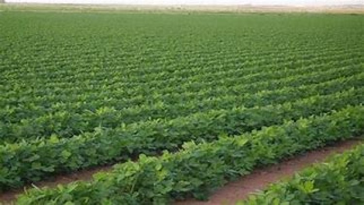 تدشن الحملة القومية للنهوض بالزراعات الصحراوية فى منطقة  المغرة