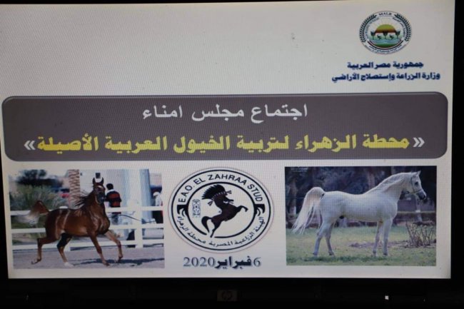  مجلس أمناء محطة الزهراء للخيول العربية يجتمع لاول مرة  لرفع كفاءتها وتعظيم قيمتها الاقتصادية 