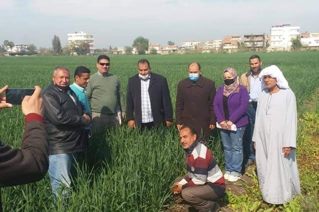 الزراعة : نشاط مكثف من باحثى معهد أمراض النبات للإكتشاف المبكر للصدأ الأصفر فى القمح