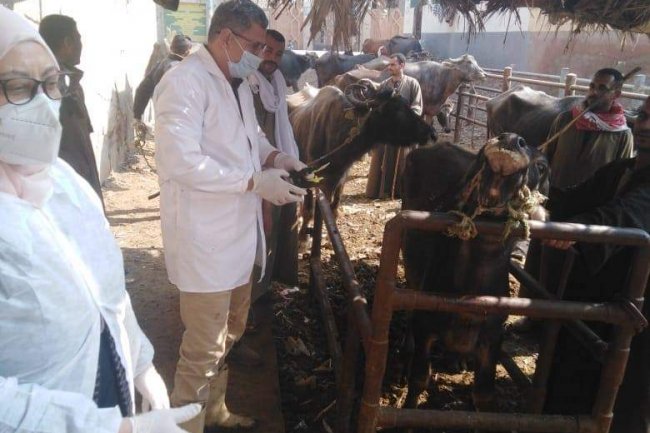 الزراعة: تحصين أكثر من 590 ألف رأس ماشية ضد  الحمي القلاعية وحمى الوادي المتصدع 