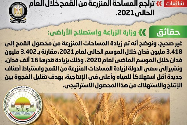 الزارعة تنفى تراجع المساحة المنزرعة من القمح خلال العام الحالي 2021