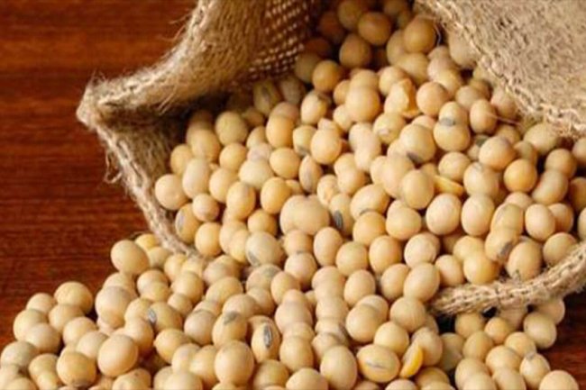 "الصين" تستحوذ علي 72 % من صادرات فول الصويا البرازيلية خلال شهر مارس 