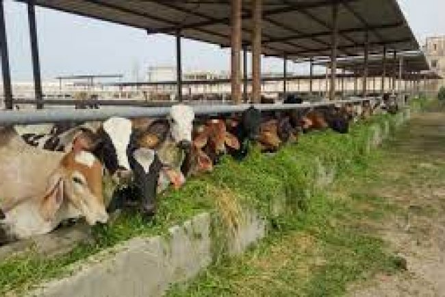 الزراعة: صندوق التأمين على الثروة الحيوانية يطلق قافلة بيطرية توعوية في سوق الماشية بالمنوفية