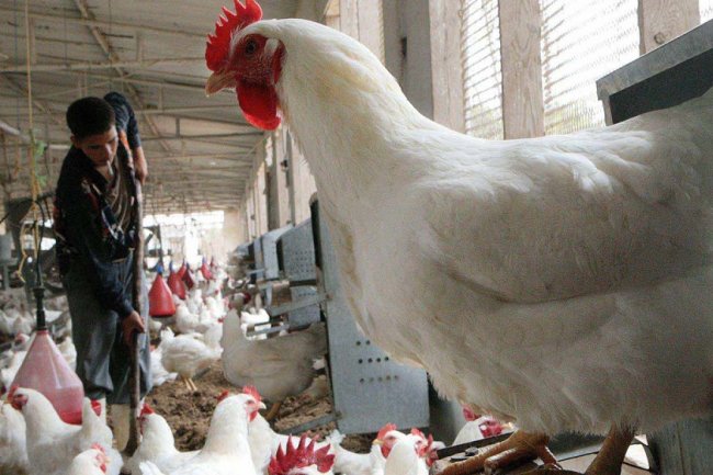 تعرف علي متوسط أسعار الدواجن من المزرعة اليوم