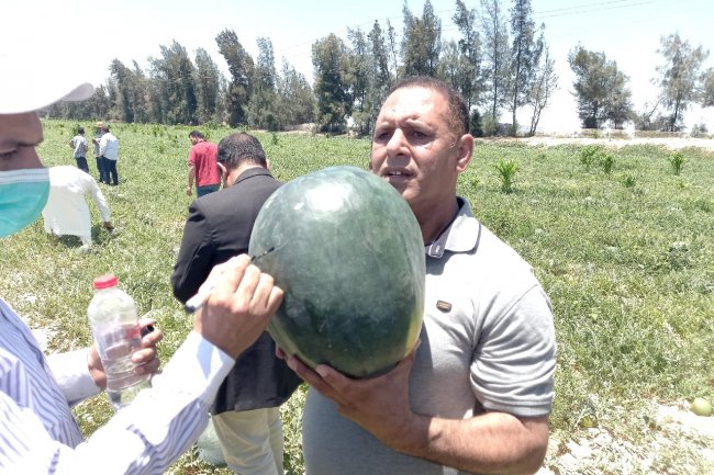 الزراعة تنظم يوم حقلي لتقاوي وانتاج البطيخ بحضور علماء مركز البحوث وشركات الإنتاج 