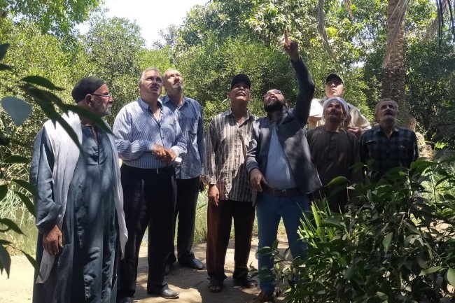 الزراعة تنظم مدرسة حقلية للنخيل   في محافظة المنيا