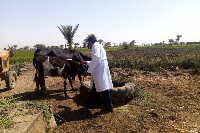 الزراعة: تحصين أكثر من 3 مليون جرعة ضد مرض الحمي القلاعية وحمى الوادي المتصدع 
