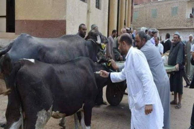  أكثر من 4.4 مليون جرعة لتحصين الماشية ضد مرض الحمي القلاعية وحمى الوادي المتصدع