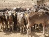 القصير يوافق على تمويل 287,5 مليون جنيه للمشروع القومى للبتلو