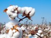 «قطاع الأعمال»: 3715 جنيها سعر القنطار في أول مزاد للقطن موسم 2021-2022 