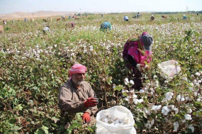 « المركزية لفحص واعتماد التقاوى» تتفقد حلقات تجميع القطن بالمحافظات