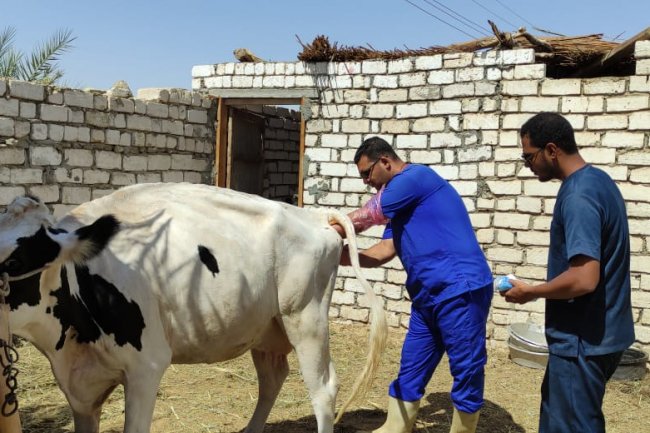 لأول مرة تطبيق التلقيح الاصطناعي فى الماشية بواحة سيوة