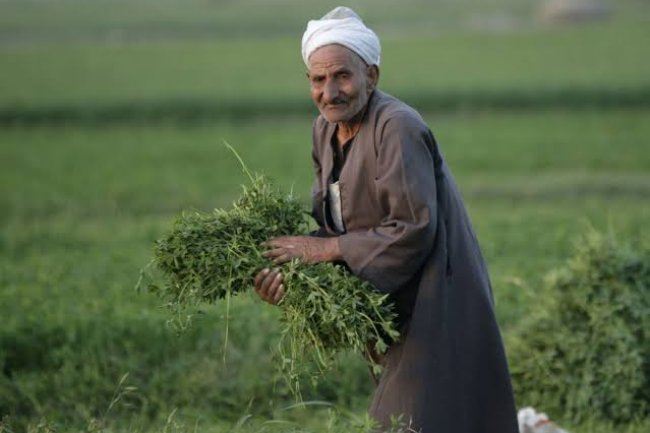 مجلس الوزراء يهنئ «الفلاح المصري» بمناسبة عيده الـ 69