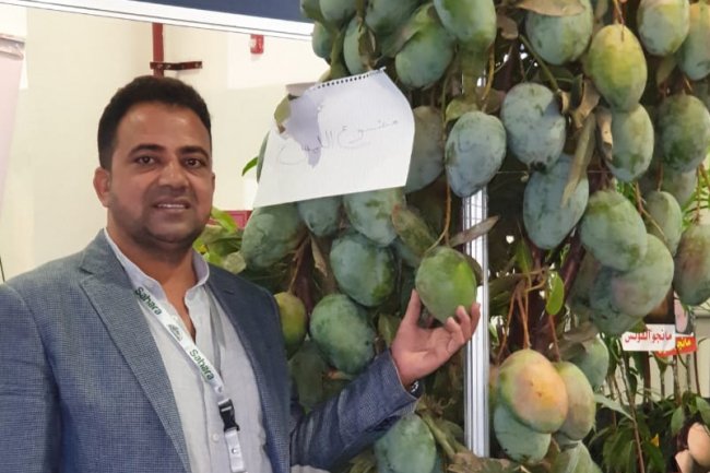 «العربية لخدمات الزراعة الحديثة» تطرح أصنافًا جديدة من شتلات المانجو المقاومة للتغيرات المناخية 