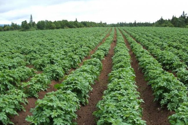 تسليم 35 ألف عقد تقنين و تسيرات لتحفيز المواطنين على سرعة تقنين أوضاعهم