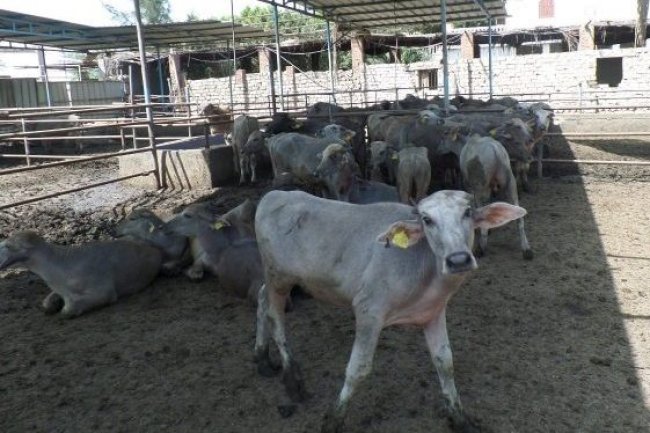 "الزراعة" توافق على صرف وتمويل 128 مليون  جنية للمشروع القومى للبتلو 