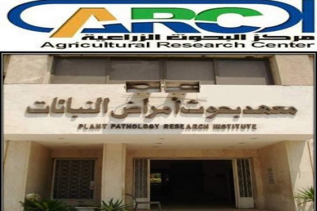 « بحوث أمراض النباتات» ينظم برنامج تدريبى حول زراعة الأنسجة النباتية
