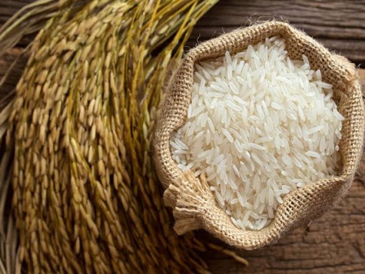 تعرف على .... التوصيات  الواجب مراعاتها لزراعة الأرز  خلال شهر سبتمبر 