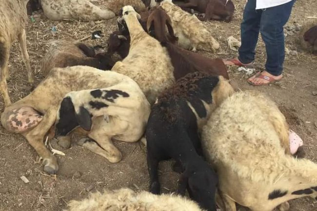 تحصين أكثر من نصف مليون رأس من الأغنام والماعز ضد مرض طاعون المجترات الصغيرة