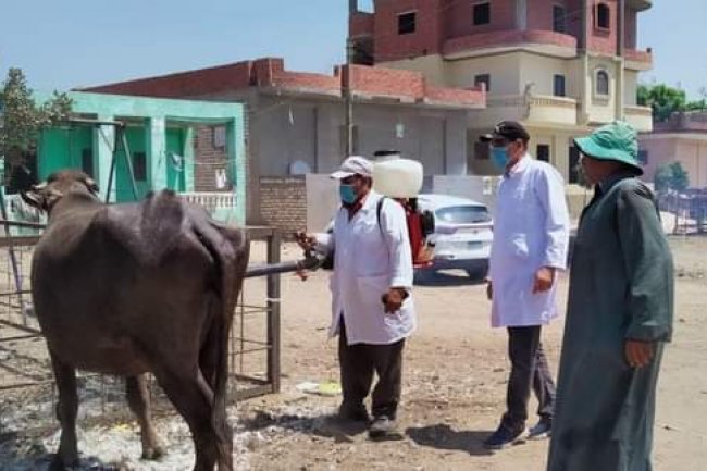 «الزراعة» : علاج 17 ألف و925راس ماشية في 5 محافظات خلال شهر سبتمبر