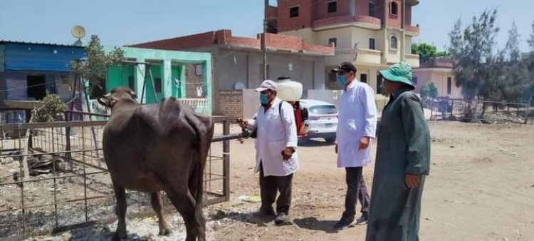 «الزراعة» : علاج 17 ألف و925راس ماشية في 5 محافظات خلال شهر سبتمبر