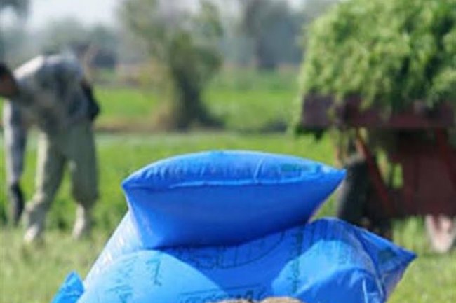 «الزراعة»: ارتفاع فاتورة الغاز والأسمدة عالميًا وراء تحريك أسعار الأسمدة المدعمة