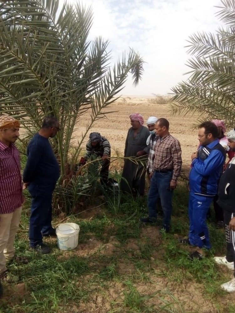 نشاط مكثف «للمركزي للنخيل » في الوادي الجديد ومطروح لمكافحة سوسة النخيل 