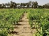 750 مليار جنيه  الناتج المحلي لقطاع الزراعة  خلال عام