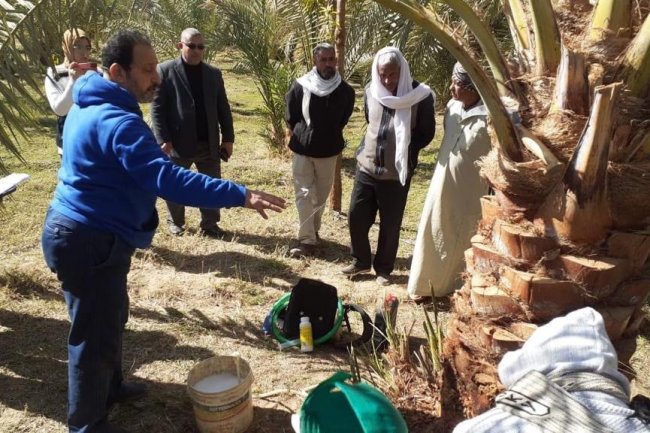 الزراعة تواصل مكافحة سوسة النخيل في  الوادي الجديد