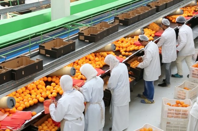 "اليابان" و "نيوزيلندا" و "البرازيل" أبرز الأسواق الجديدة التي يصلها البرتقال المصري
